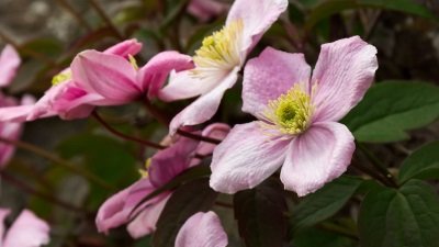 Gardeners' World Season 51 Episode 12