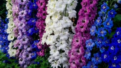 Gardeners' World Season 51 Episode 13