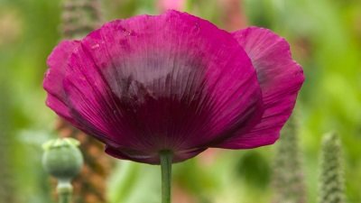 Gardeners' World Season 51 Episode 14