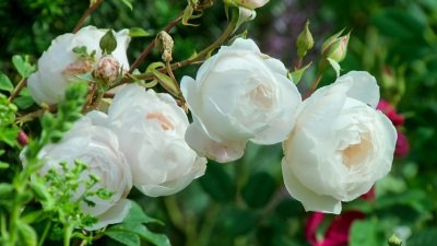 Gardeners' World Season 51 Episode 16