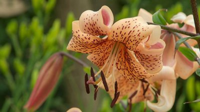 Gardeners' World Season 51 Episode 17