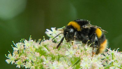 Gardeners' World Season 51 Episode 18