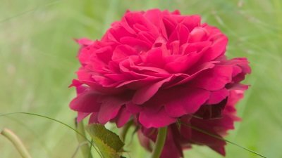 Gardeners' World Season 51 Episode 19