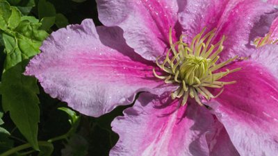 Gardeners' World Season 51 Episode 20