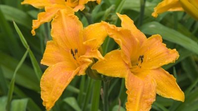 Gardeners' World Season 51 Episode 21