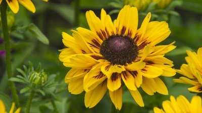 Gardeners' World Season 51 Episode 22