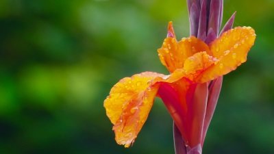 Gardeners' World Season 51 Episode 25