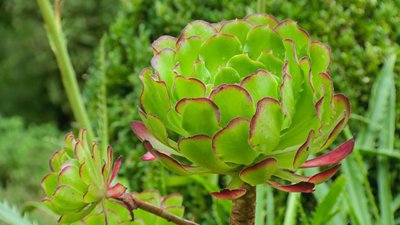 Gardeners' World Season 51 Episode 26