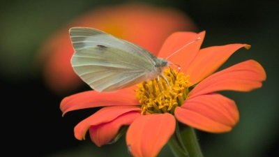 Gardeners' World Season 51 Episode 29