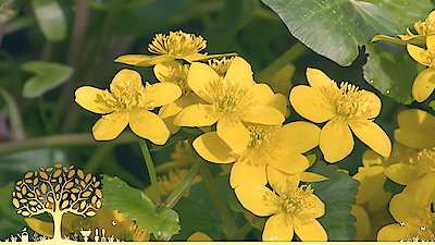 Gardeners' World Season 53 Episode 2