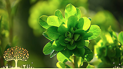 Gardeners' World Season 53 Episode 4