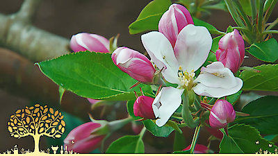 Gardeners' World Season 53 Episode 6