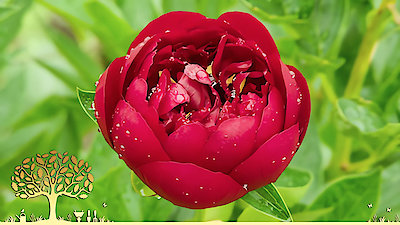 Gardeners' World Season 53 Episode 10