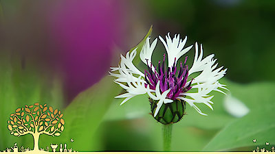 Gardeners' World Season 53 Episode 11