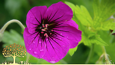 Gardeners' World Season 53 Episode 12