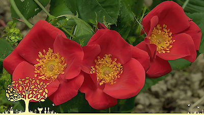 Gardeners' World Season 53 Episode 15