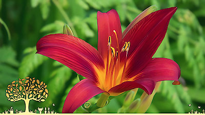 Gardeners' World Season 53 Episode 18