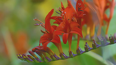 Gardeners' World Season 53 Episode 19