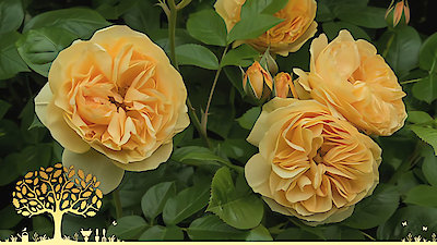 Gardeners' World Season 53 Episode 24