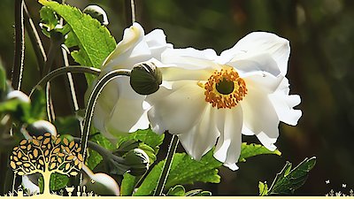 Gardeners' World Season 53 Episode 25