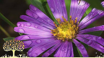 Gardeners' World Season 53 Episode 26