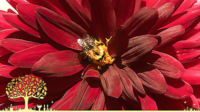 Gardeners' World Season 53 Episode 29