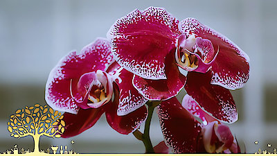 Gardeners' World Season 53 Episode 30