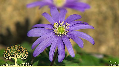 Gardeners' World Season 55 Episode 4