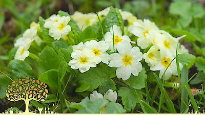 Gardeners' World Season 55 Episode 3