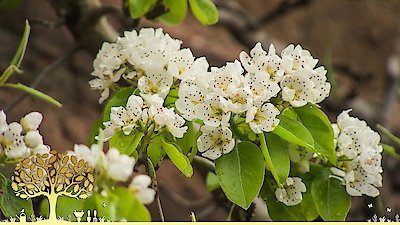 Gardeners' World Season 55 Episode 7