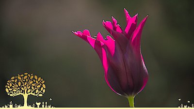 Gardeners' World Season 55 Episode 8