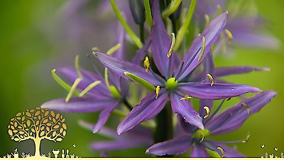 Gardeners' World Season 55 Episode 11