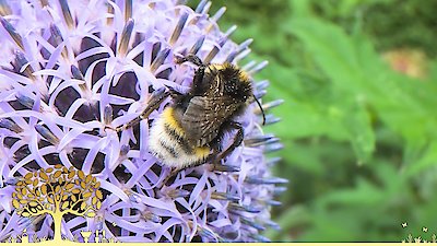 Gardeners' World Season 55 Episode 25