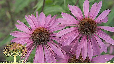 Gardeners' World Season 55 Episode 26