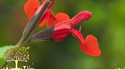 Gardeners' World Season 55 Episode 31