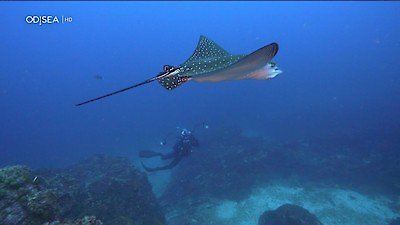 Great Blue Wild Season 1 Episode 1