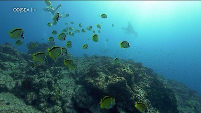 Great Blue Wild Season 1 Episode 2