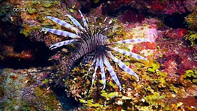 Great Blue Wild Season 1 Episode 3