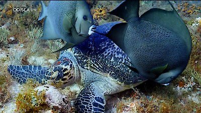 Great Blue Wild Season 1 Episode 4