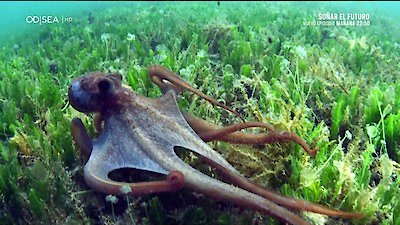 Great Blue Wild Season 1 Episode 6