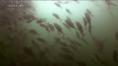 Great Blue Wild Season 2 Episode 1