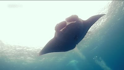 Great Blue Wild Season 2 Episode 3