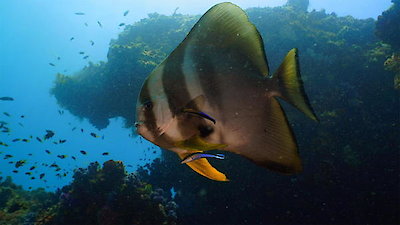 Great Blue Wild Season 2 Episode 4