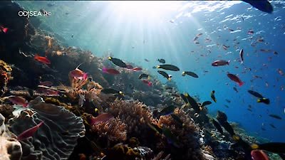 Great Blue Wild Season 2 Episode 5