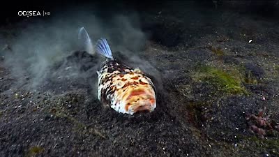 Great Blue Wild Season 2 Episode 6