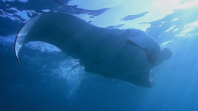 Great Blue Wild Season 3 Episode 1