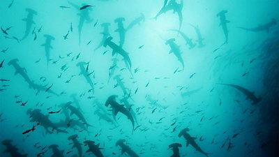 Great Blue Wild Season 3 Episode 4