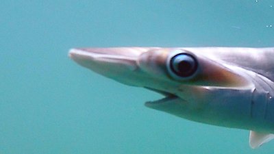 Great Blue Wild Season 2 Episode 8