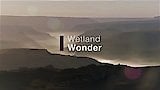 Wetland Wonder