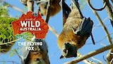 The Flying Fox